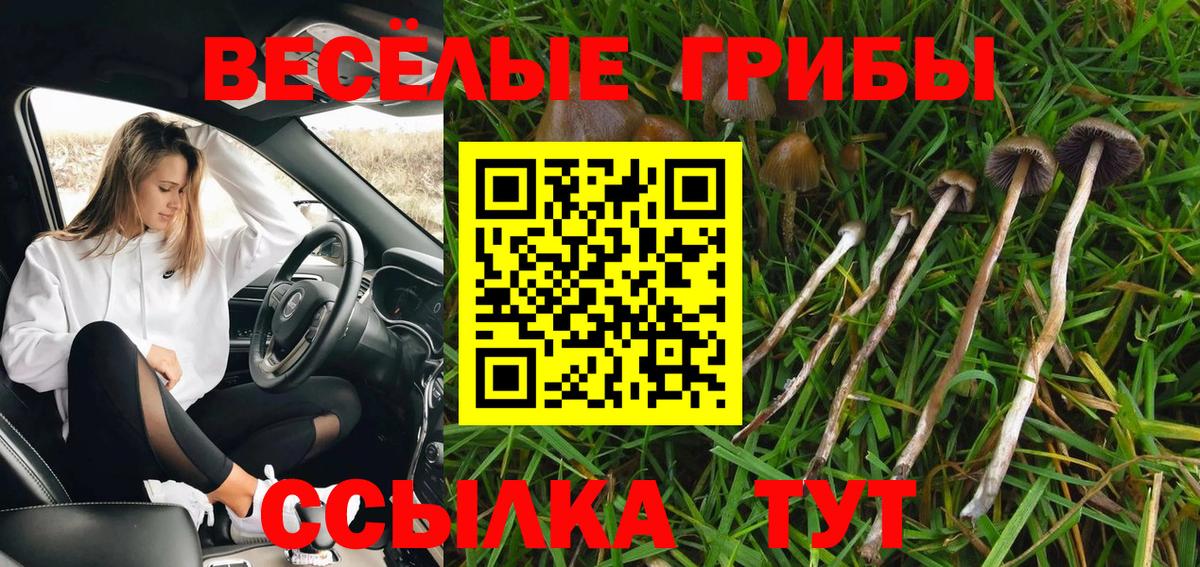 Псилоцибиновые грибы Cubensis Нижний Новгород